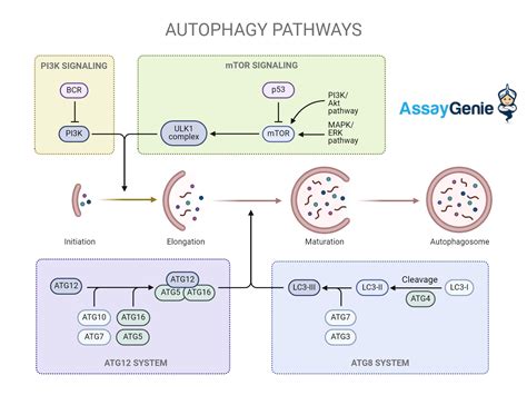 Understanding The Autophagy Pathway A Critical Process In Cellular