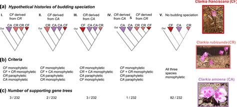 There Is A Low Level Of Gene Tree Support For Budding Speciation In The Download Scientific