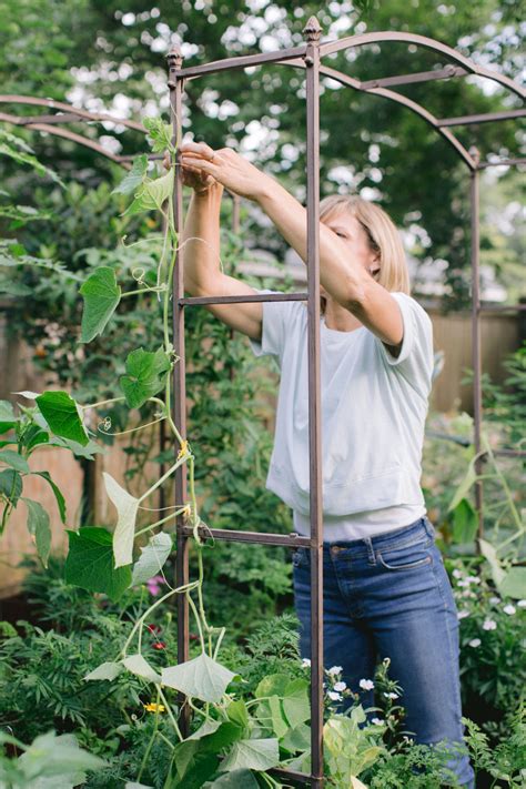 Why You Should Grow Cucumbers On A Trellis • Gardenary