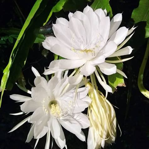Flor Dama Da Noite: Significado Espiritual - Dama da noite: significado + como cultivar em seu jardim | Dama da ...