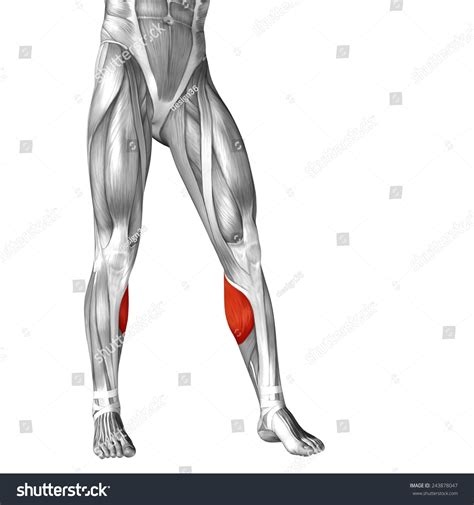 Concept Conceptual 3d Front Lower Leg Stock Illustration 243878047