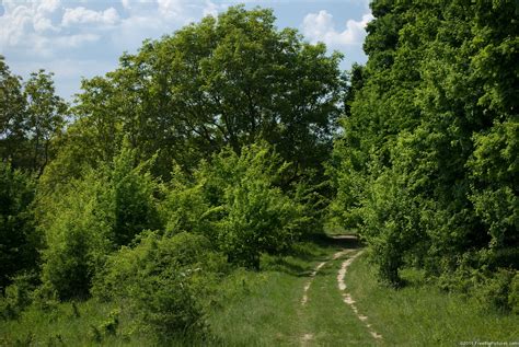 summer path freebigpicturescom
