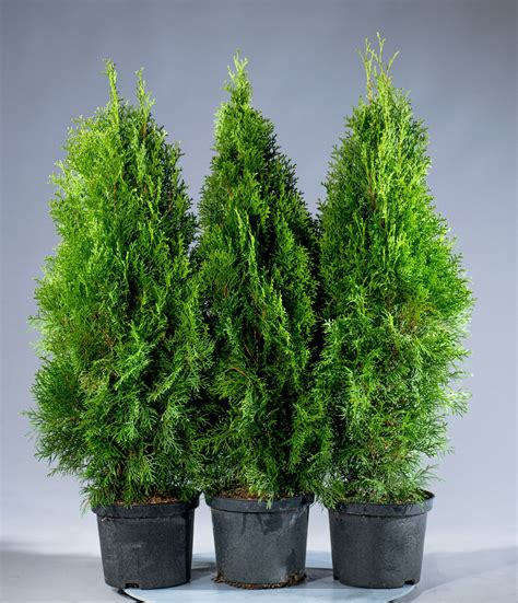 Thuja occidentalis Smaragd | Lebensbaum Smaragd | jetzt günstig online ...