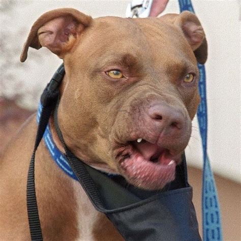 Are Pitbulls Safe Around Babies