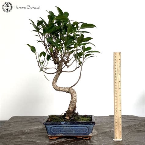 Indoor Ficus Bonsai Tree from Herons Bonsai Nursery