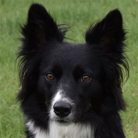 border collies tamataji ranch