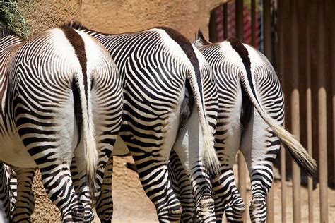 Grevys Zebra Butts A Photo On Flickriver