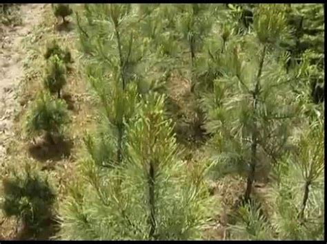 Карликовый кедр. Урожайные грядки. - YouTube