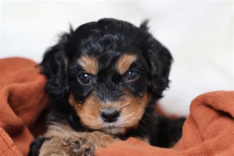 Paw Tale Puppies | Cavapoo Adoption | Perfect Healthy Female