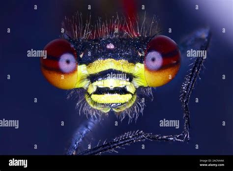 Damselfly Head Light Micrograph Of The Head Of A Damselfly Order