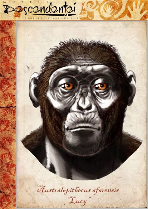 Australopithecus Afarensis Al 288 Lucy Reconstruction By Eduard