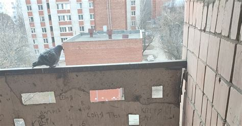 Голубиные яйца | Пикабу