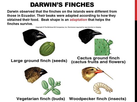 Adaptation And Natural Selection Worksheet