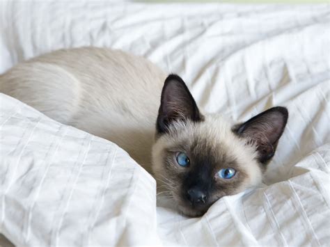 Female Siamese Cat Names Hot Sale 1692713610