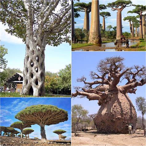 Some incredible looking tree species are found here on Earth : r/marijuanaenthusiasts