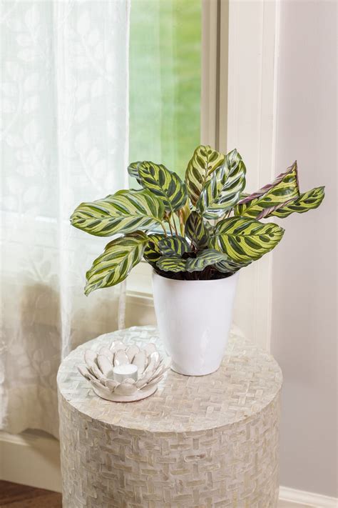 color full makoyana peacock plant calathea makoyana proven winners