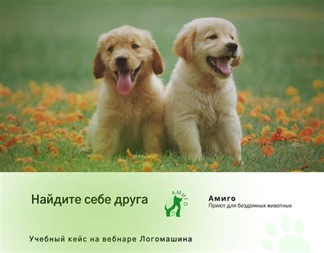 Приют для животных on Behance