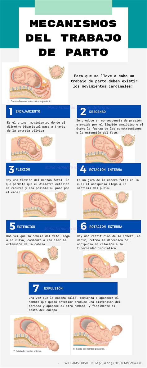 Mecanismos Del Trabajo De Parto Mind Map The Best Porn Website