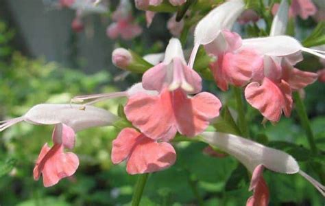 Сальвия: фото цветов. Когда сажать на рассаду и как это делать