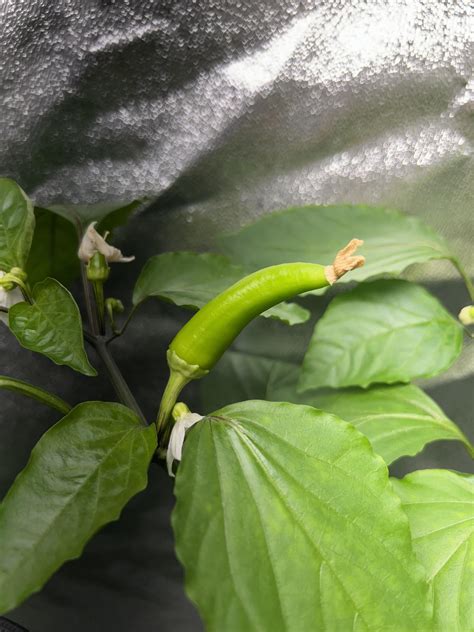 Hungarian Wax Peppers. : r/Peppers