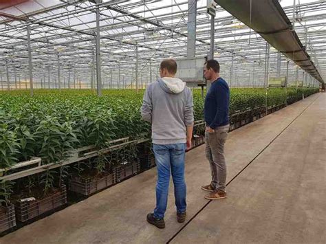 Lilium Apricot Fudge, in de schijnwerpers - GroenVandaag