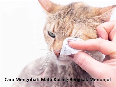 3 Cara Mengobati Mata Kucing Bengkak Menonjol Terampuh Badilag