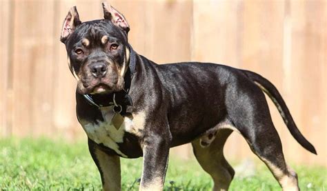 Pocket Pitbull Dog Guide: Characteristics, Appearance & Pictures