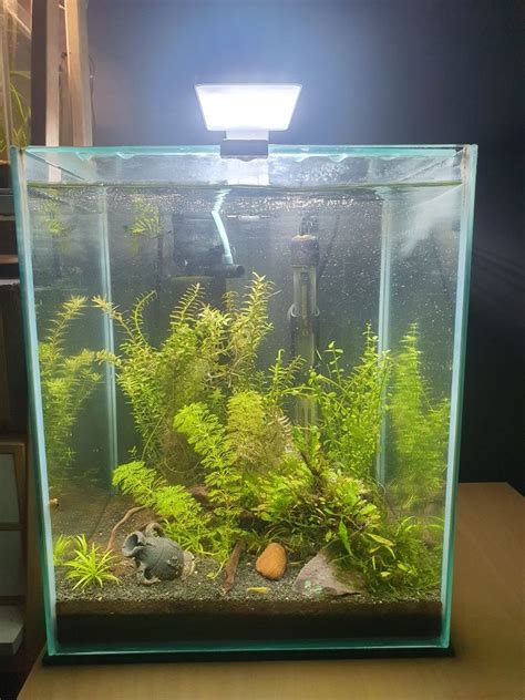 Akwarium krewetkarium 30l Aquael Shrimp set wyposażenie i krewetki