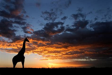 SOUTH AFRICA Nude Safari Vacation Of A Lifetime Castaways Travel