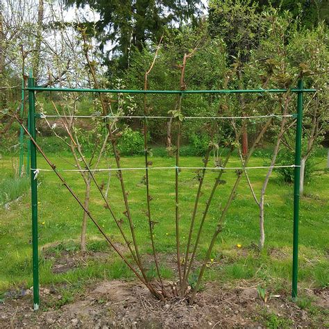 Как правильно подвязать малину весной (55 фото)