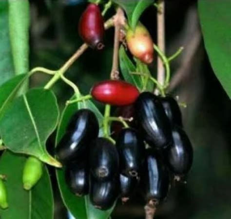 manfaat buah jamblang  kekebalan tubuh hisham
