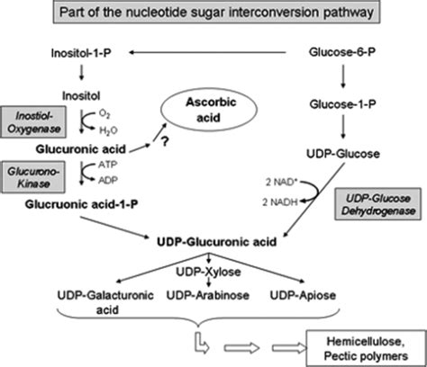 Part Of The Nucleotide Sugar Interconversion Pathway T Open I