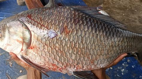 Kg Catla Fish Cutting Skills In Bangladesh Fish Market