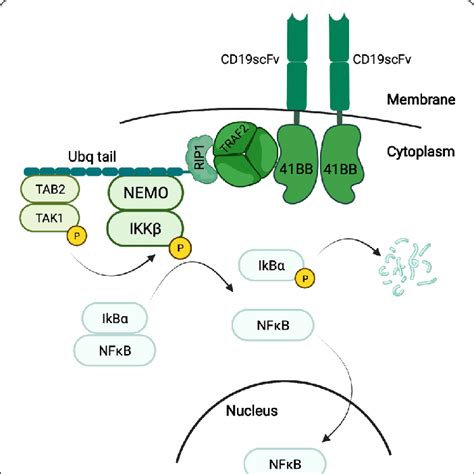 schematic outline   leading    nuclear translocation