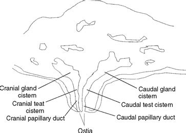 Mastitis Veterian Key