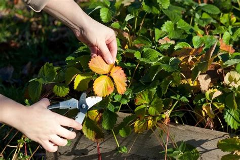 Erdbeeren Pflege Im Frühjahr Tipps Für Reiche Sommerernte