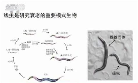 我国科学家解析衰老速度差异之谜中科院神经科学模式生物新浪新闻