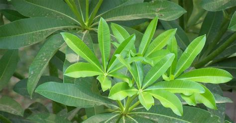 medicinal plants  neuropathic pain nepalayurvedscom