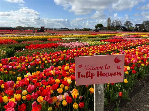 Tulip Festival Amsterdam - Tulip Festival Amsterdam