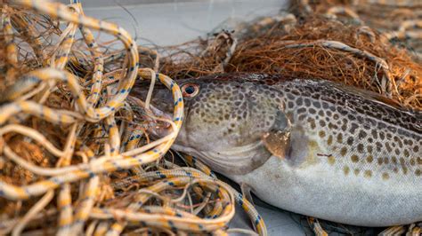 Fisch Direkt Vom Kutter Dorsch Scholle Hering Seelachs