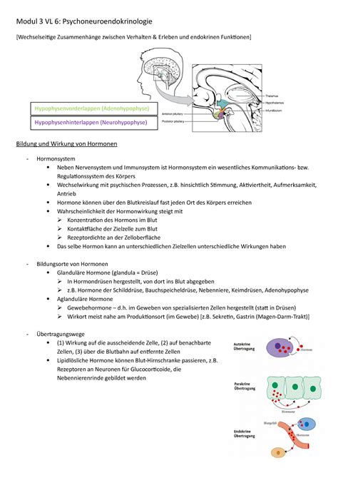 Modul 3 VL 6 Psychoneuroendokrinologie - Modul 3 VL 6 ...
