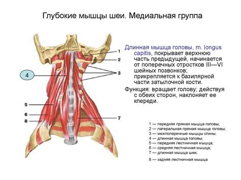 Мышцы, фасции и топография шеи - презентация онлайн