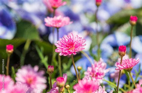 Marguerite Daisy Sassy DOUBLE DEEP ROSE With Water Droplets On Purple