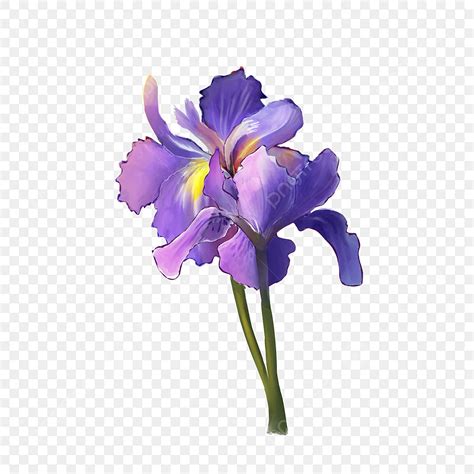 Acuarela Flor Iris Planta Morada Png Planta Estambre Iris Png Y Psd