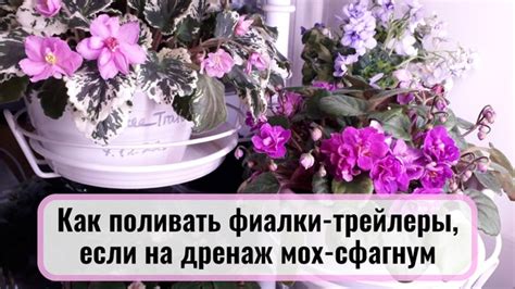 Как поливать фиалки-трейлеры, если на дренаж мох-сфагнум Я кладу ...