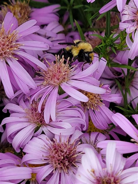 For late season... - The Flower Bin Garden Center & Nursery | Facebook