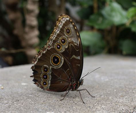 Morpho Peleides Free Stock Photo - Public Domain Pictures