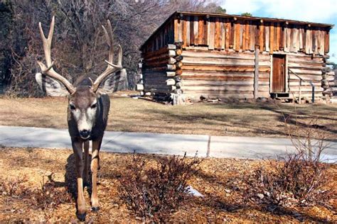 Daily Postcard Curious Buck Examines Camera