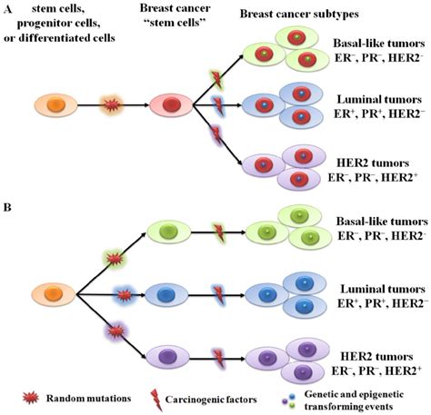 Two Hypothetical Theories Of Breast Cancer Initiation And Progression