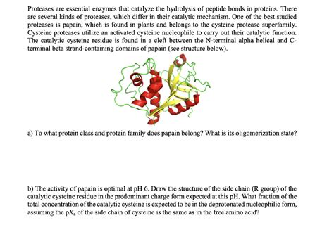 Solved Proteases are essential enzymes that catalyze the | Chegg.com